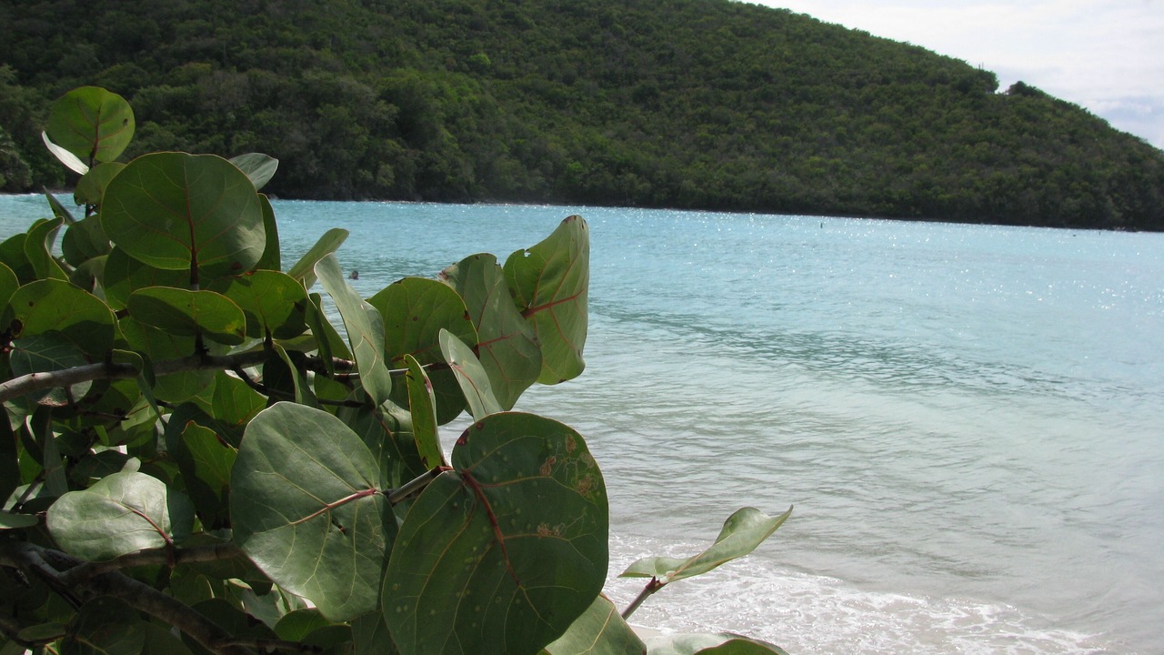 Photo of Others in Estate Chocolate Hole and Great Cruz Bay